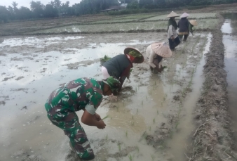 Berikan Semangat Pada Petani, Babinsa Koramil 01/Bkn Turun Kesawah Bantu Petani Tanam Padi