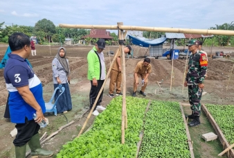 Dukung Pemerintah Meningkatkan Produksi Pangan, Babinsa Koramil 16/Tapung Bersama Warga Tanam Jagung