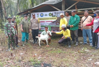 Upaya Meningkatkan Peran BUMDes, Babinsa Koramil 16/Tapung Dampingi Penyerahan Kambing