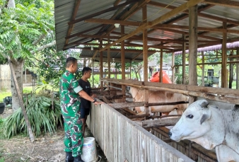 Tak Segan Kotor Demi Warga, Babinsa Bantu Peternak Bersihkan Kandang Sapi di Bandar Petalangan