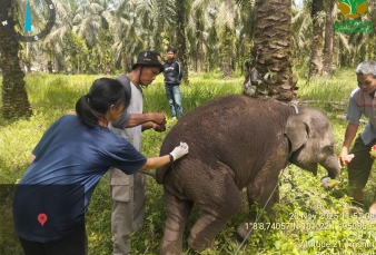 BBKSDA Riau Konfirmasi Kematian Anak Gajah Laila di Bengkalis