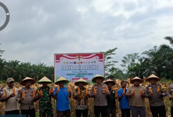 Koptu Jantri Istani Hadiri Panen Jagung di Kabupaten Rokan Hulu