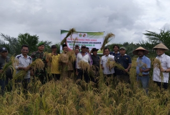Upaya Untuk Mendukung Ketahanan Pangan, Babinsa Koramil 16/Tapung Panen Padi Gogo