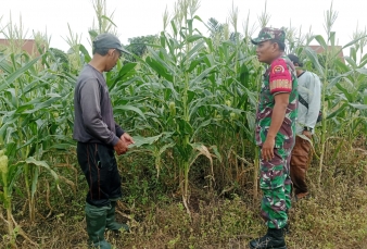 Peran Aktif Babinsa Koramil 03/Bunut Tingkatkan Produktivitas Jagung Warga