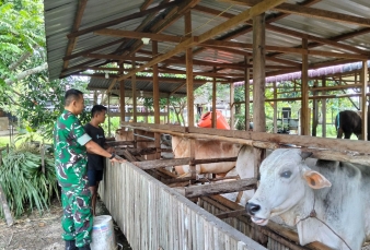 Babinsa Ajak Peternak Jaga Kebersihan Kandang Cegah PMK