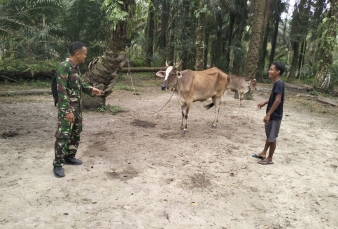 Antisipasi Wabah PMK, Babinsa Koramil 11/Tambusai Pantau Ternak Sapi Milik Warga