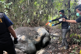 Gajah Ditemukan Tewas di Areal Konsesi PT RAPP, Polisi Lakukan Penyelidikan Intensif