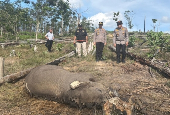 Anak Gajah Sumatera Ditemukan Mati di Tesso Nilo, Kapolda Riau Turun ke Lokasi