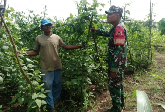 Babinsa Koramil 03/Bunut Dampingi Petani di Desa Ransang, Wujud Nyata Dukungan Ketahanan Pangan