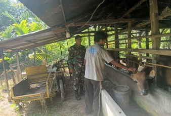 Monitoring Ke Kandang Sapi Milik Warga,Babinsa Koramil 06 Siak Hulu Inginkan Ternak Aman dari PMK