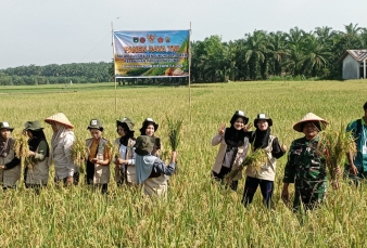 Kegiatan Babinsa turun ke sawah untuk panen Padi bersama Masyarakat 